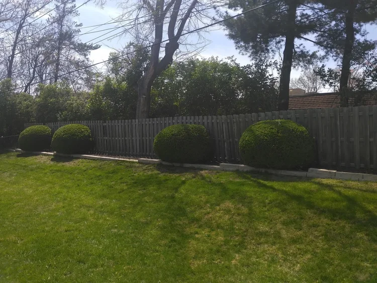 Limb removal and cleanup by Alchemy Tree